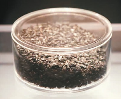 距今5300年-4000年的炭化稻谷 何勇摄