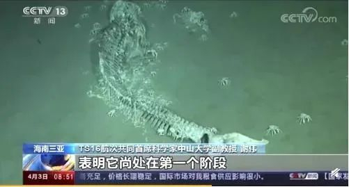 图为我国科学家在南海发现的鲸落