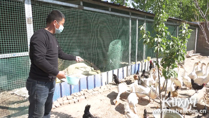景县温城乡葛寨子村村民葛振宁正在院里喂鸡、喂鹅。 郝立建摄