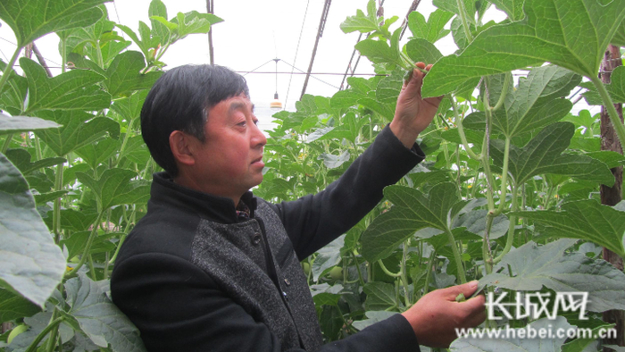 宋长江在自家大棚里查看甜瓜长势。 郭庆敏 摄