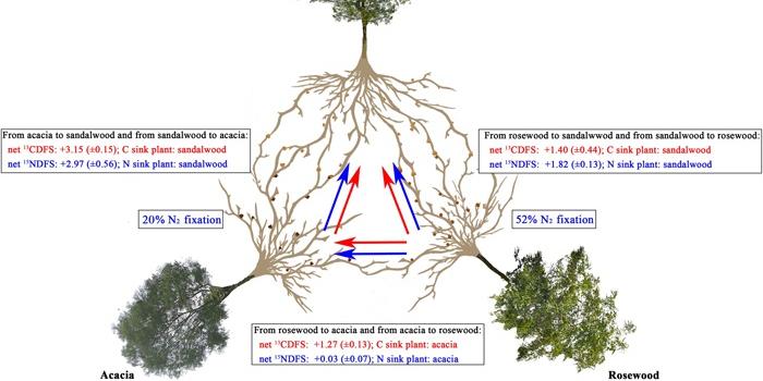 中国林科院研究团队在檀香与寄主植物养分传递研究方面取得新进展 手机新浪网