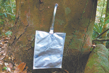 只要在油楠的树干上钻一个孔，晶莹的“柴油”就可流出