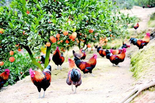 榕江县古州镇高武塘林下小香鸡养殖基地  王炳真摄