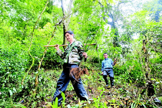 榕江县水尾乡上下午村，村民上山种植草珊瑚  李长华摄