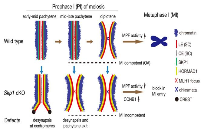 SKP1是减数分裂I前期到中期转化的关键因子