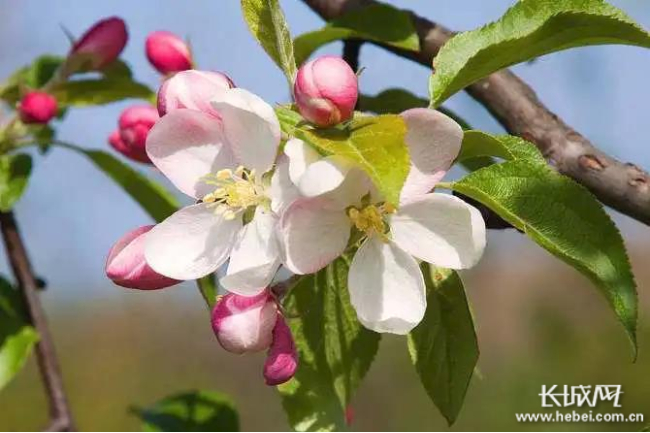 浆水镇的苹果花开。 王聚芬 供图