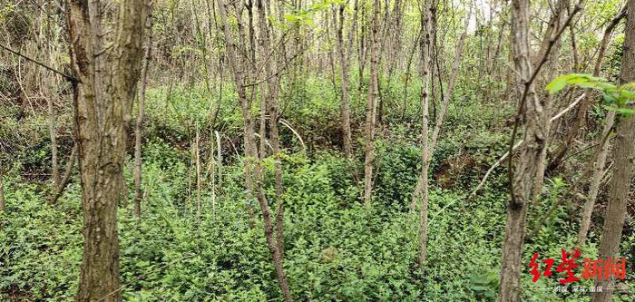 当地用刺槐建成的“生物防火隔离带”