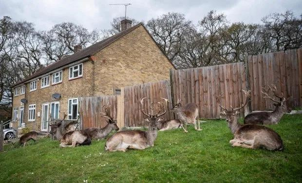 ↑英国埃塞克斯郡，来自附近达格南公园的100只鹿占领了屋外的草坪。图据《太阳报》