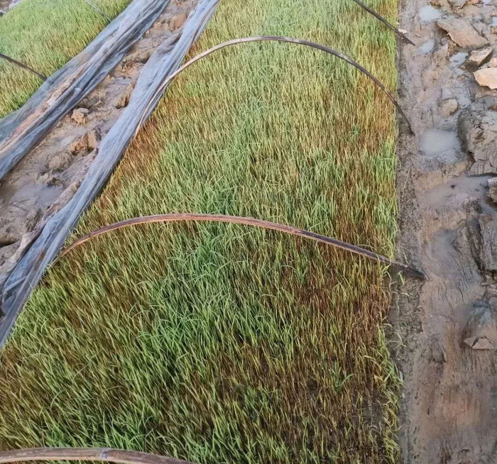 管理不当导致秧苗受冻枯黄