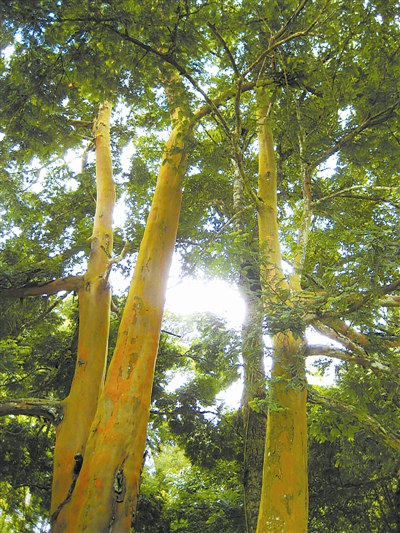 海南粗榧大树之冠