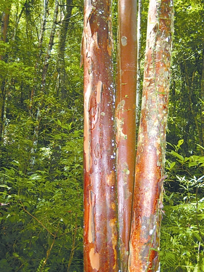 海南粗榧适宜药用的树干