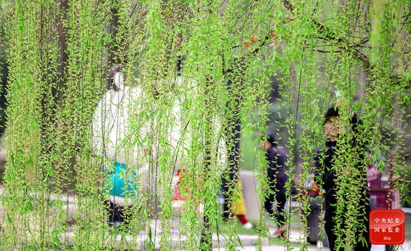 摇曳惹风吹，临堤软胜丝。（四川省彭州市纪委监委供 唐雪程 摄）