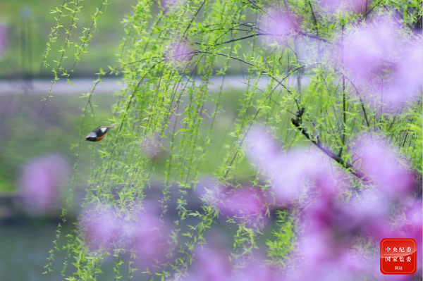 桃红复含宿雨，柳绿更带朝烟。（重庆市长寿区纪委监委供 李炎 摄）