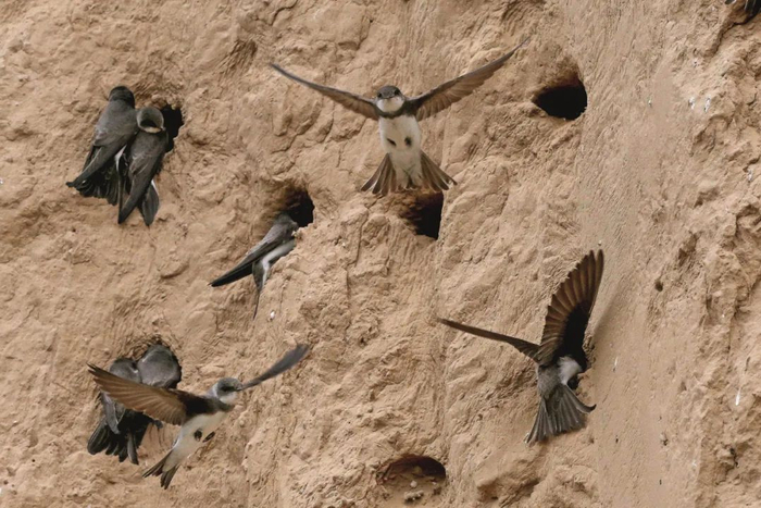 　　2018年4月24日，河南郑州经开区，一些崖沙燕在第五大街与经南五辅路交叉口西南角的一面土崖上啄出成百上千小窝安家落户。图/视觉中国