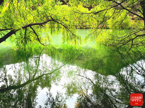柳条百尺拂银塘，且莫深青只浅黄。（云南省昭通市纪委监委供 张一枚 摄）
