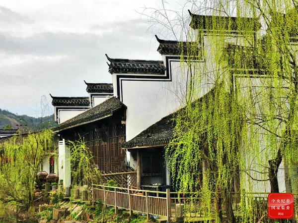 渭城朝雨浥轻尘，客舍青青柳色新。（浙江省永康市纪委监委供 夏雷 摄）