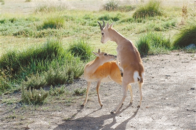 濒危野生动物普氏原羚  海北州林草局供图