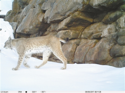 在祁连县油葫芦自然保护区发现的猞猁  海北州林草局供图