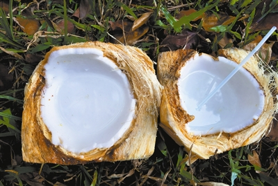 椰肉与椰汁 王旭摄