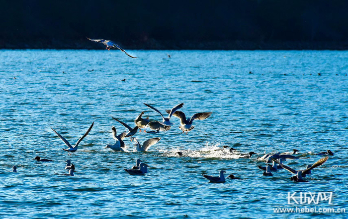 清东陵龙门湖碧波荡漾、湖水清澈，鸥鸟在戏水觅食。李文惠 摄