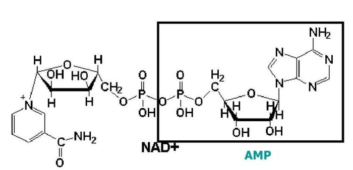 NAD+分子结构