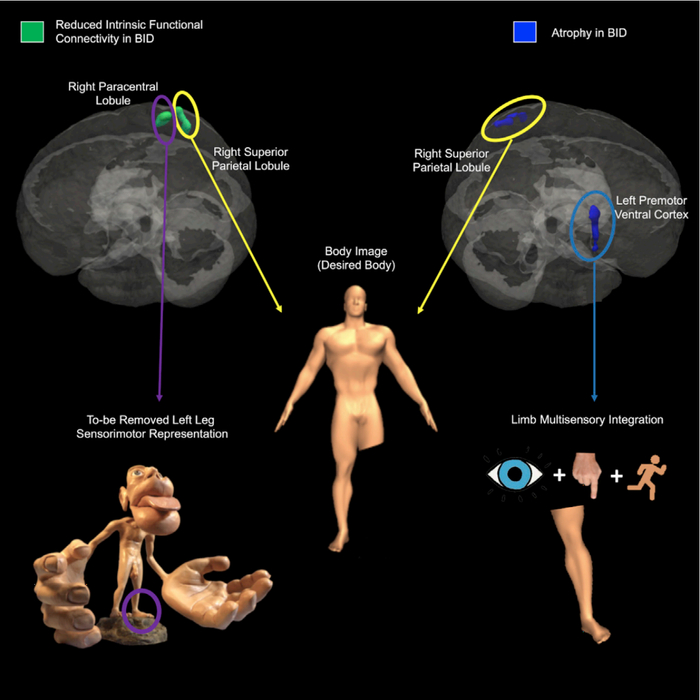图片来自论文，DOI: 10.1016/j.cub.2020.04.001