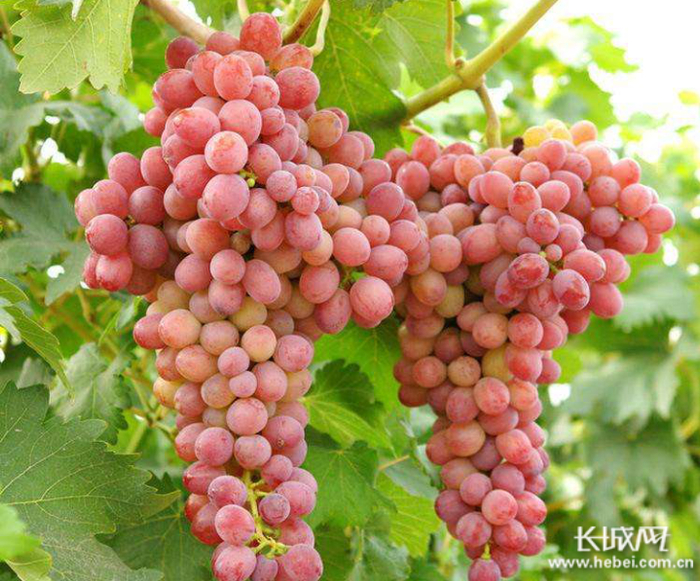 无籽葡萄。徐清铭 供图