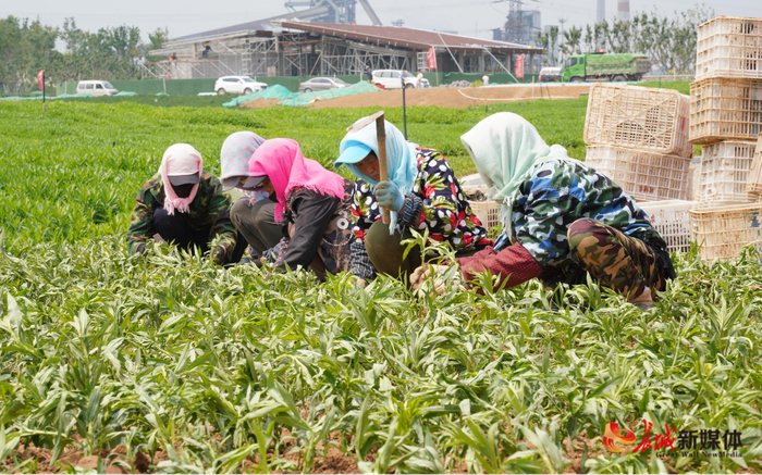 唐山花海建设者正在补种假龙头花。李志全 摄