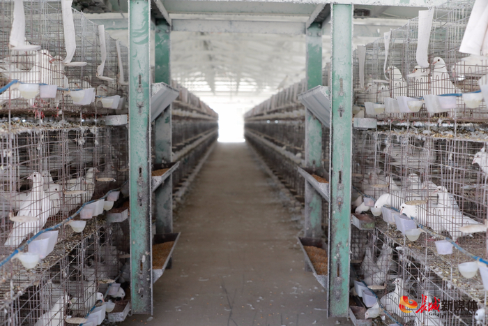 饲养车间内自动喂食机投放饲料。李秀清 摄