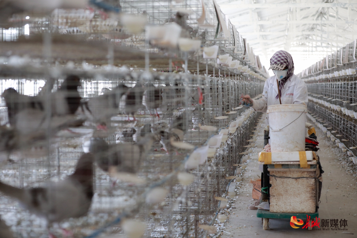 王兰庄镇天大鸽业养殖基地工人把孵化好的乳鸽放回鸽舍。李秀清 摄