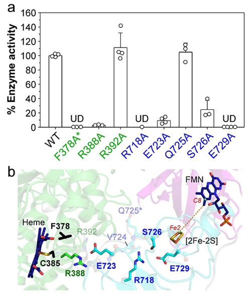 [2Fe-2S] 与heme通道的氨基酸突变验证         郭瑞庭供图