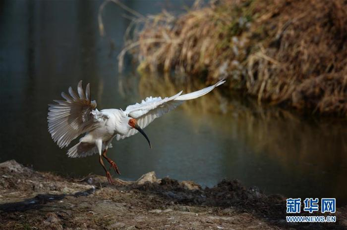 洋县朱鹮生态园内的朱鹮（2018年1月19日摄）  新华社记者 刘潇摄