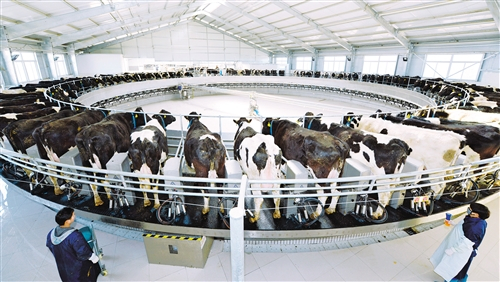  图为宁夏万头牧场80位转盘挤奶机正在挤奶。 高 兴摄（中经视觉）