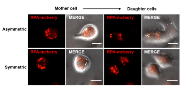 图：动态观察到DNA损伤反应蛋白RPA的不对称分裂和对称分裂
