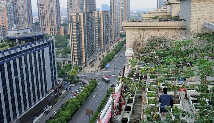 图片来自：澎湃新闻网