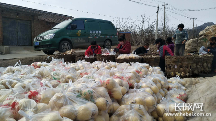唐山邮政分公司遵化铁厂镇酥梨助销项目，梨农将出窖酥梨过称分装。王琳 摄