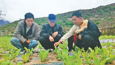 班玛让乓（右一）和村民们查看莴笋的生长情况。本报记者 张 文摄