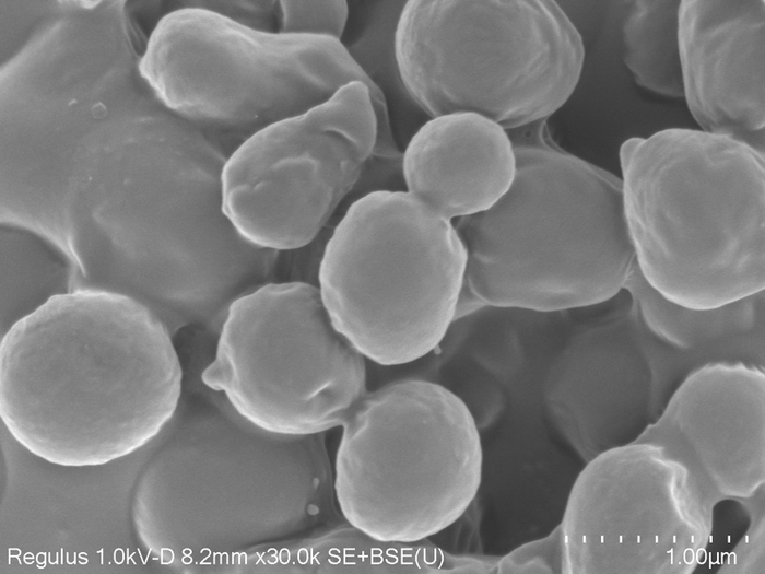 ▲ 电子显微镜下的PHA颗粒