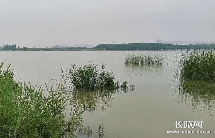 河底水情复杂，人一旦踩到淤泥、水草、漩涡，就很危险。长城新媒体记者 周亚彬 摄