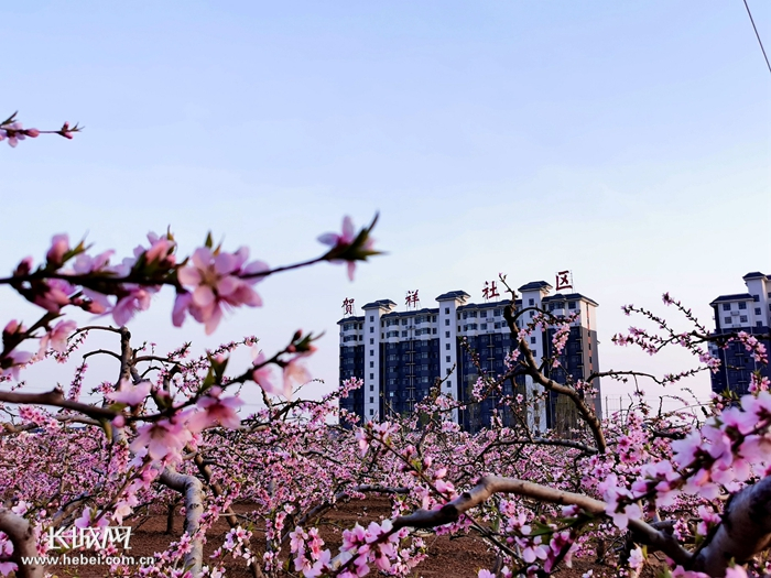 　　被果树环绕的贺祥社区。 魏县搬迁办 提供