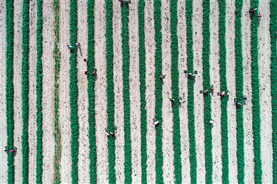 贺兰山下采摘忙。贺兰山下有机枸杞种植，让农户走上致富路