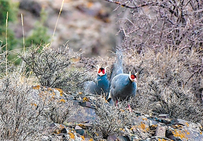 中国特有物种——蓝马鸡，是珍稀名贵禽类，属国家二级保护动物，其性神秘莫测，谨慎小心，在贺兰山难得一见。
