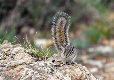 林间的小松鼠欢快可爱