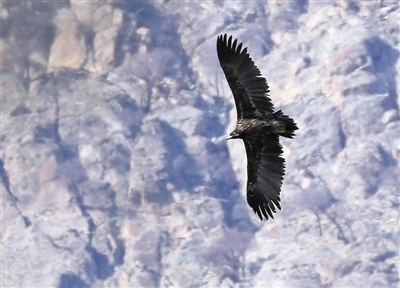 盘旋在空中的国家Ⅰ级重点保护动物金雕