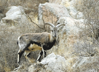贺兰山是世界上岩羊分布密度最高的地区之一，达到每平方公里17.6只