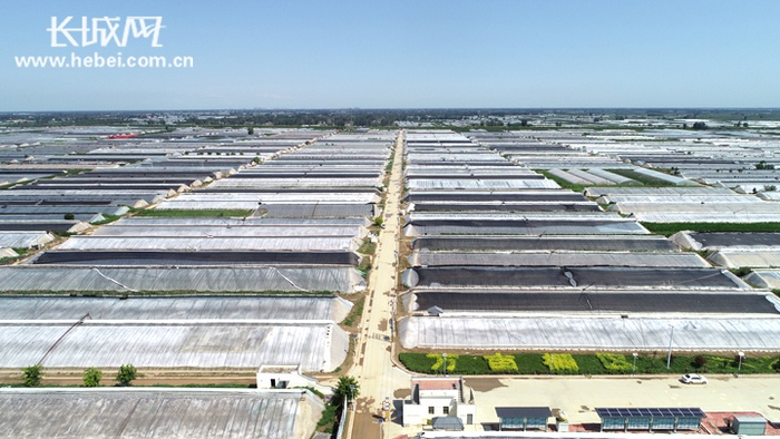 饶阳县设施蔬菜种植基地。衡水市扶贫开发办公室 供图