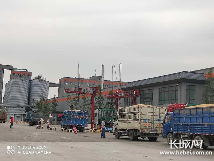 今麦郎粮仓前，运输小麦的车辆排起长龙。