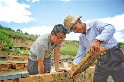 林下养蜂专业户查看蜜蜂