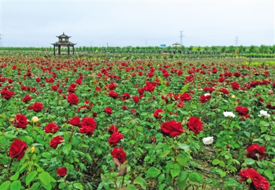 固原市西南新区“四个一”林草产业示范园绿峰月季园区