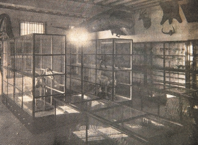 上世纪20年代，厦门大学动物标本陈列室之一